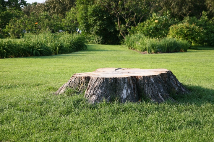 tree and stump removal sioux falls