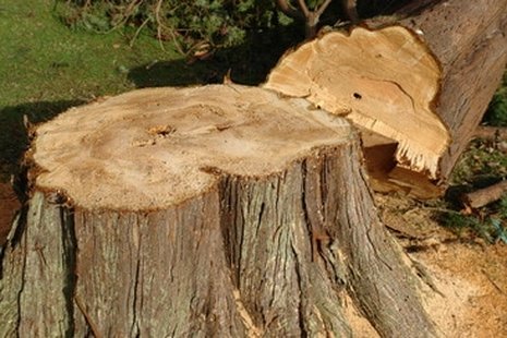 tree and stump removal sioux falls